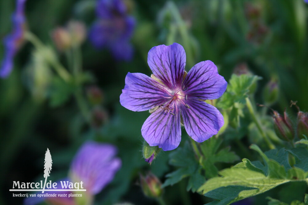 Geranium ibericum Vital