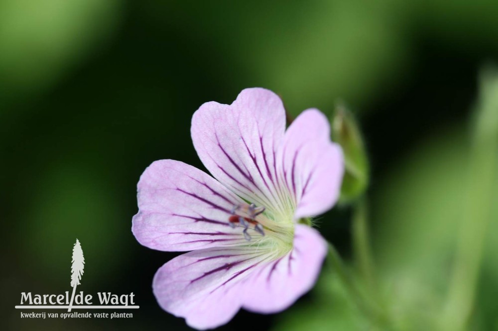 Geranium Karen Wouters