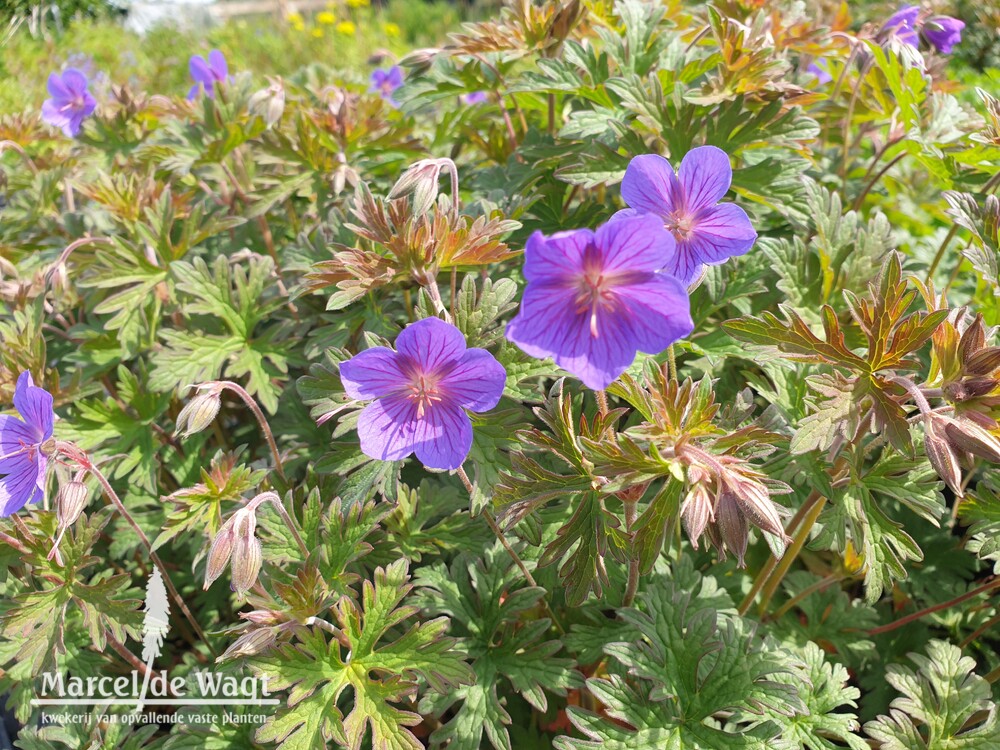 Geranium Kaya