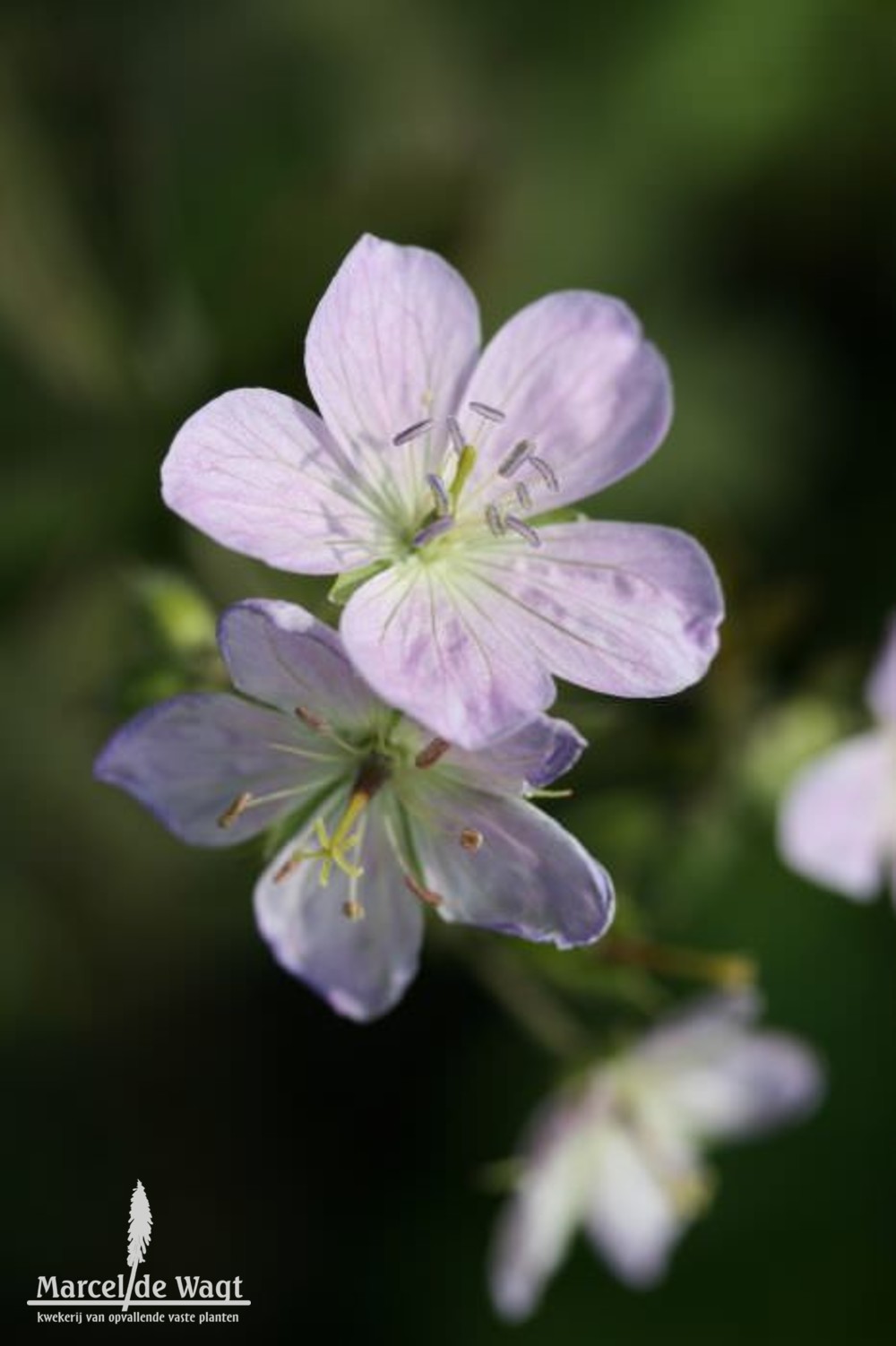 Geranium maculatum Espresso