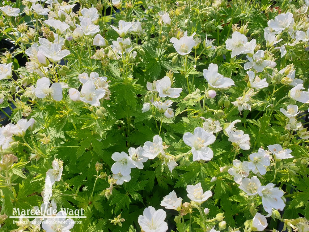 Geranium Mary Mottram