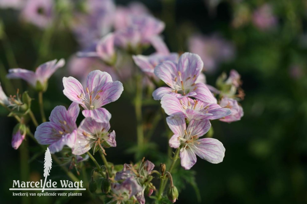 Geranium Melinda