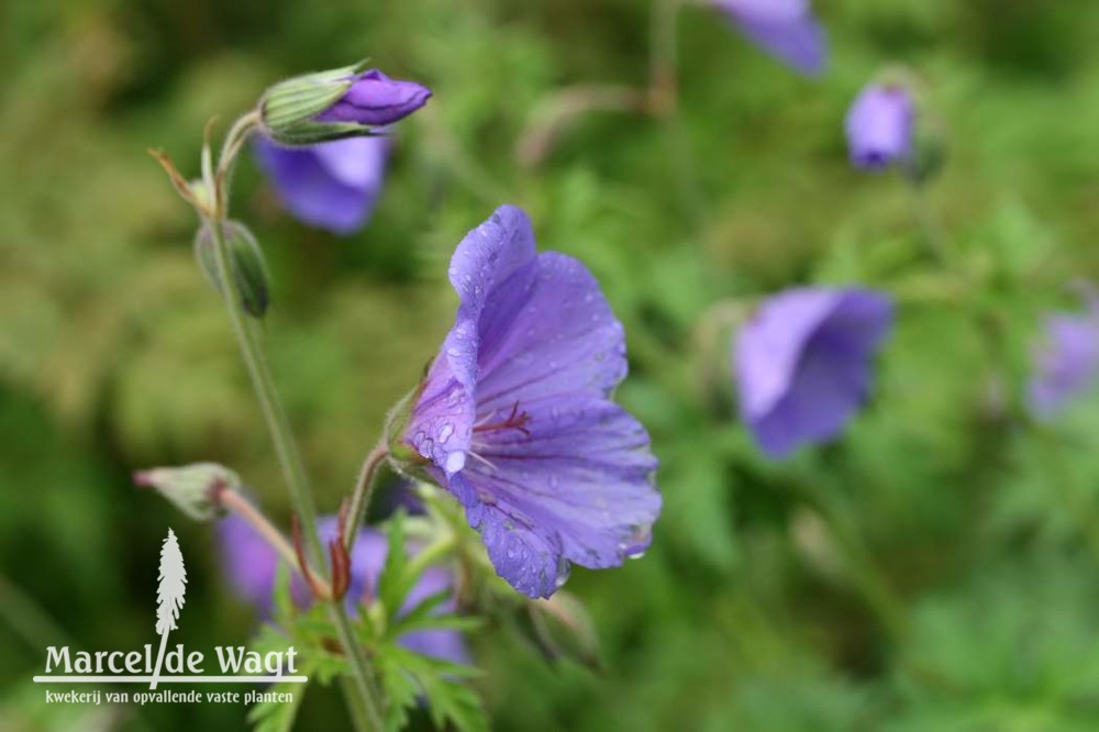 Geranium Nimbus