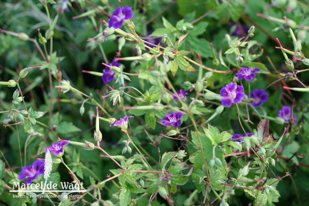 Geranium nodosum Tony's Talisman