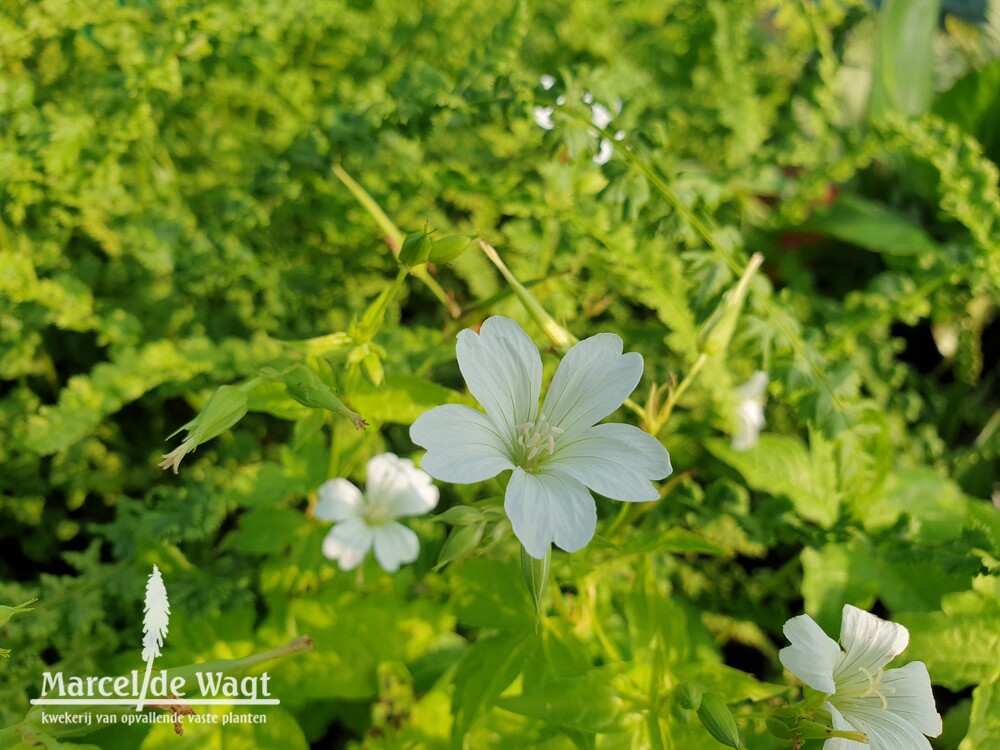 Geranium nodosum Wreighburn House White