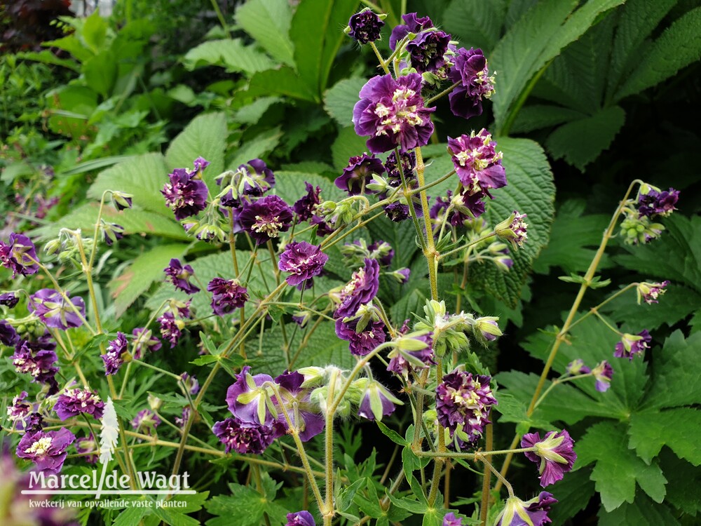 Geranium phaeum Joseph Green