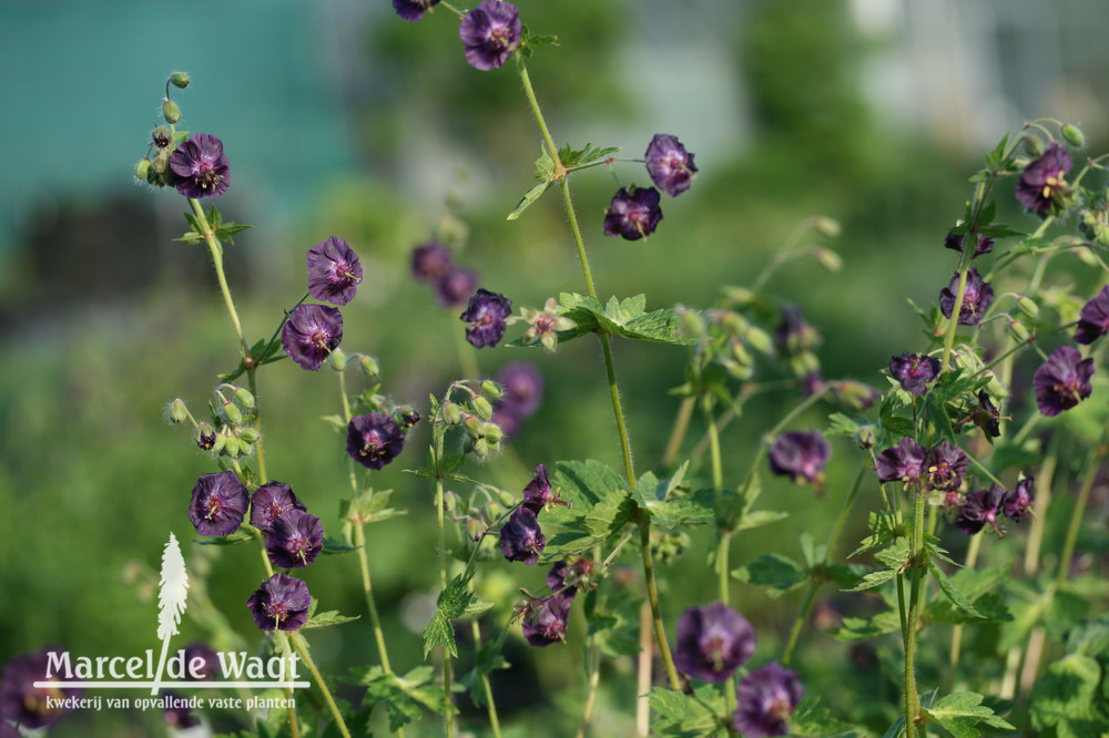 Geranium phaeum Lisa