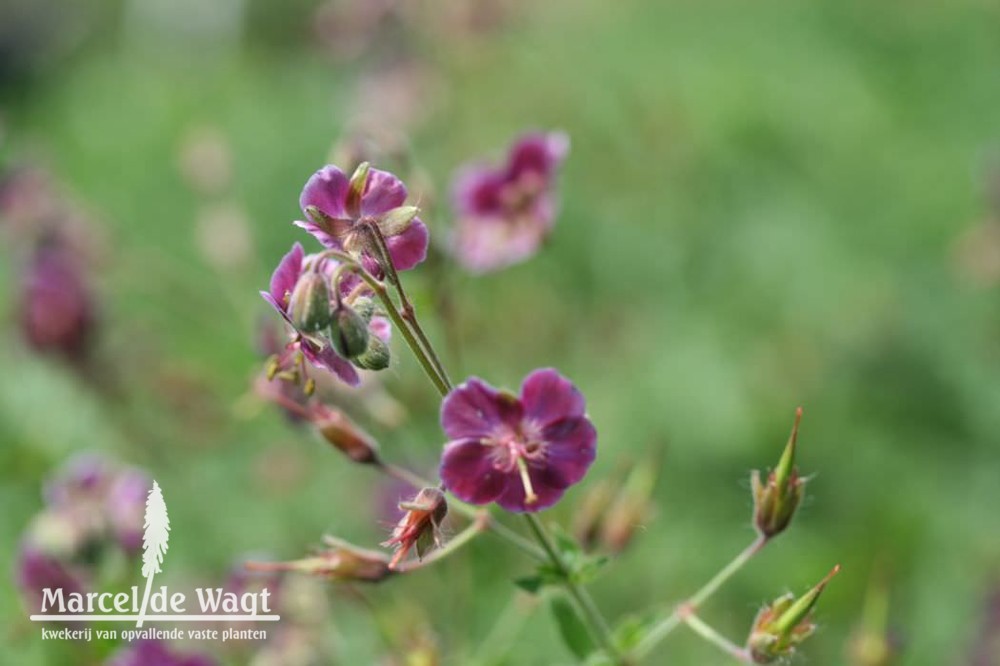 Geranium phaeum Samobor