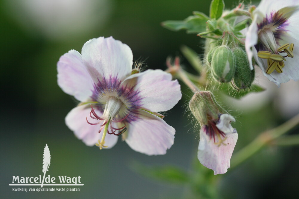 Geranium phaeum Wendys Blush 