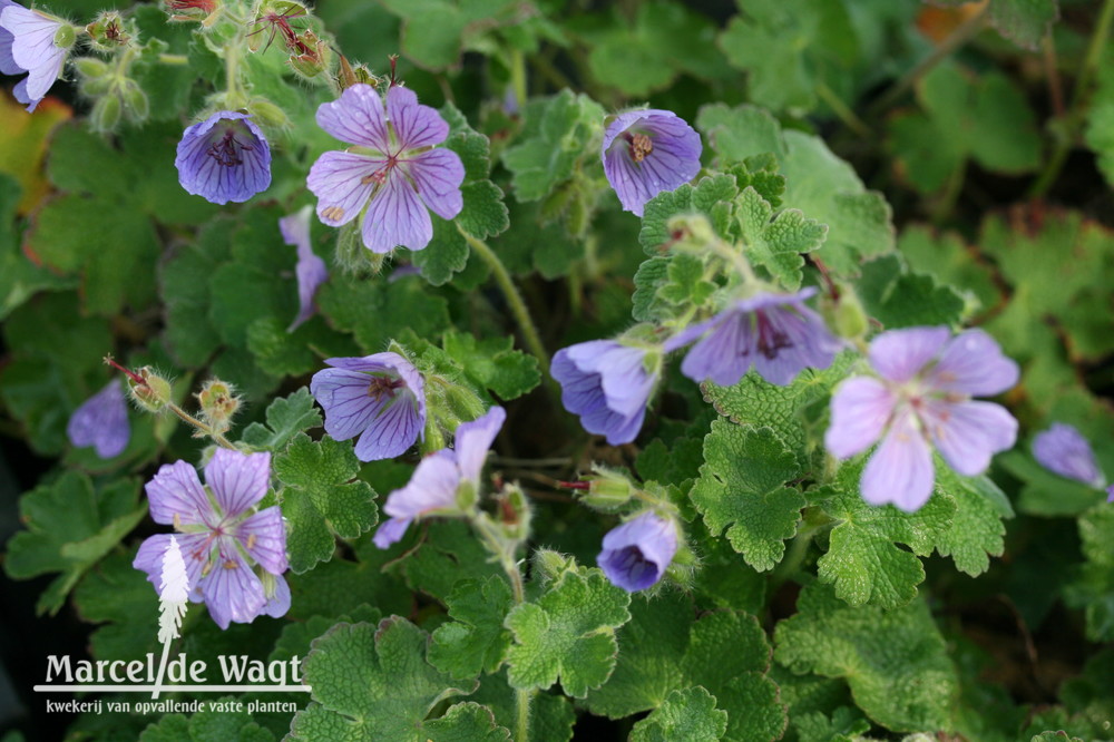 Geranium Philippe Vapelle