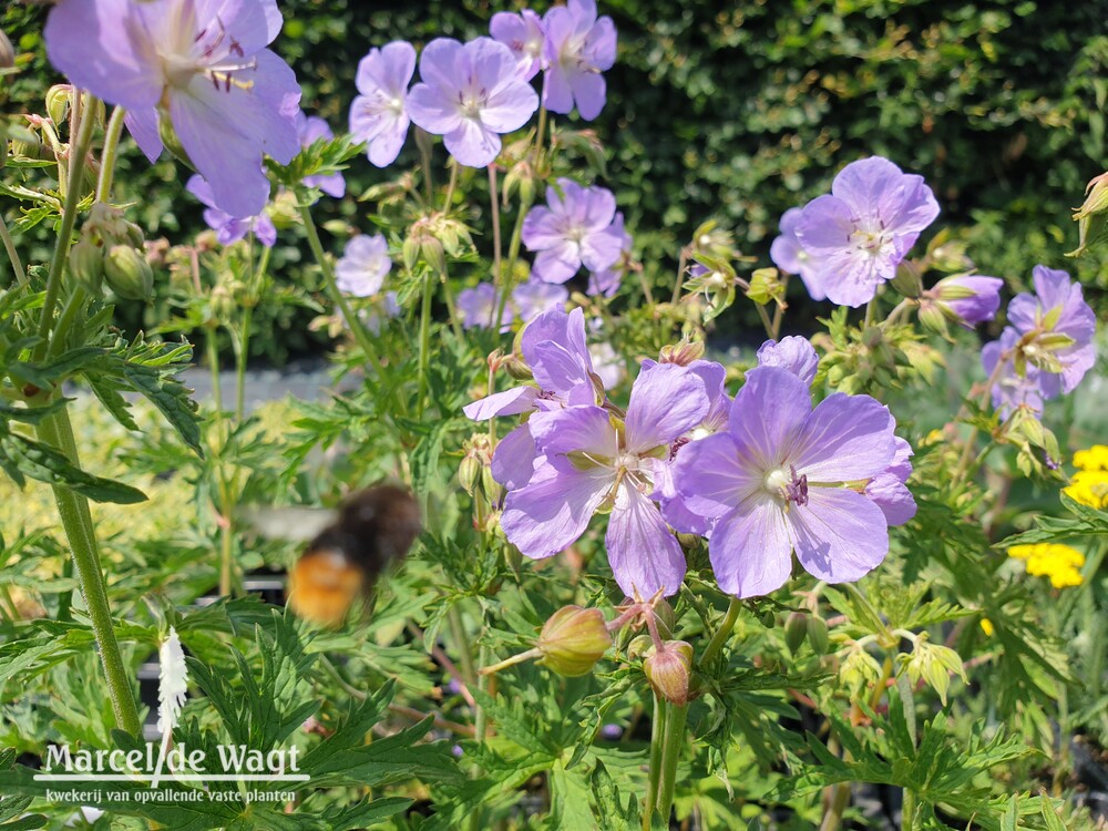 Geranium pratense Blue Lagoon