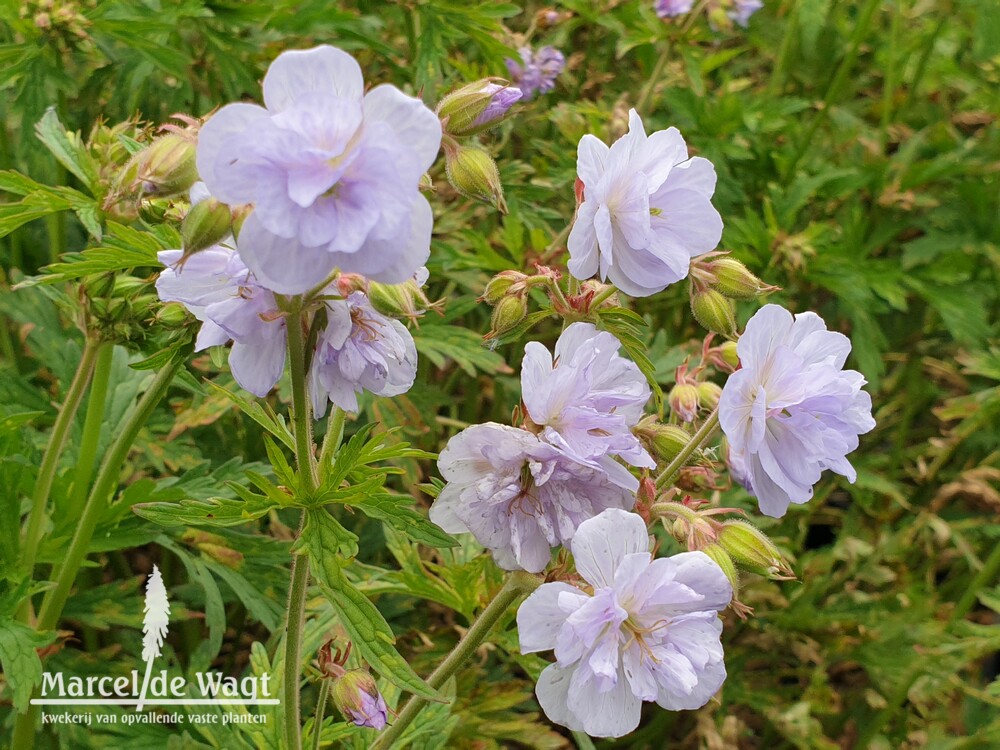 Geranium pratense Cloud Nine