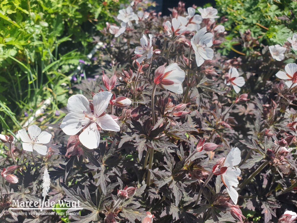 Geranium pratense Midnight Ghost