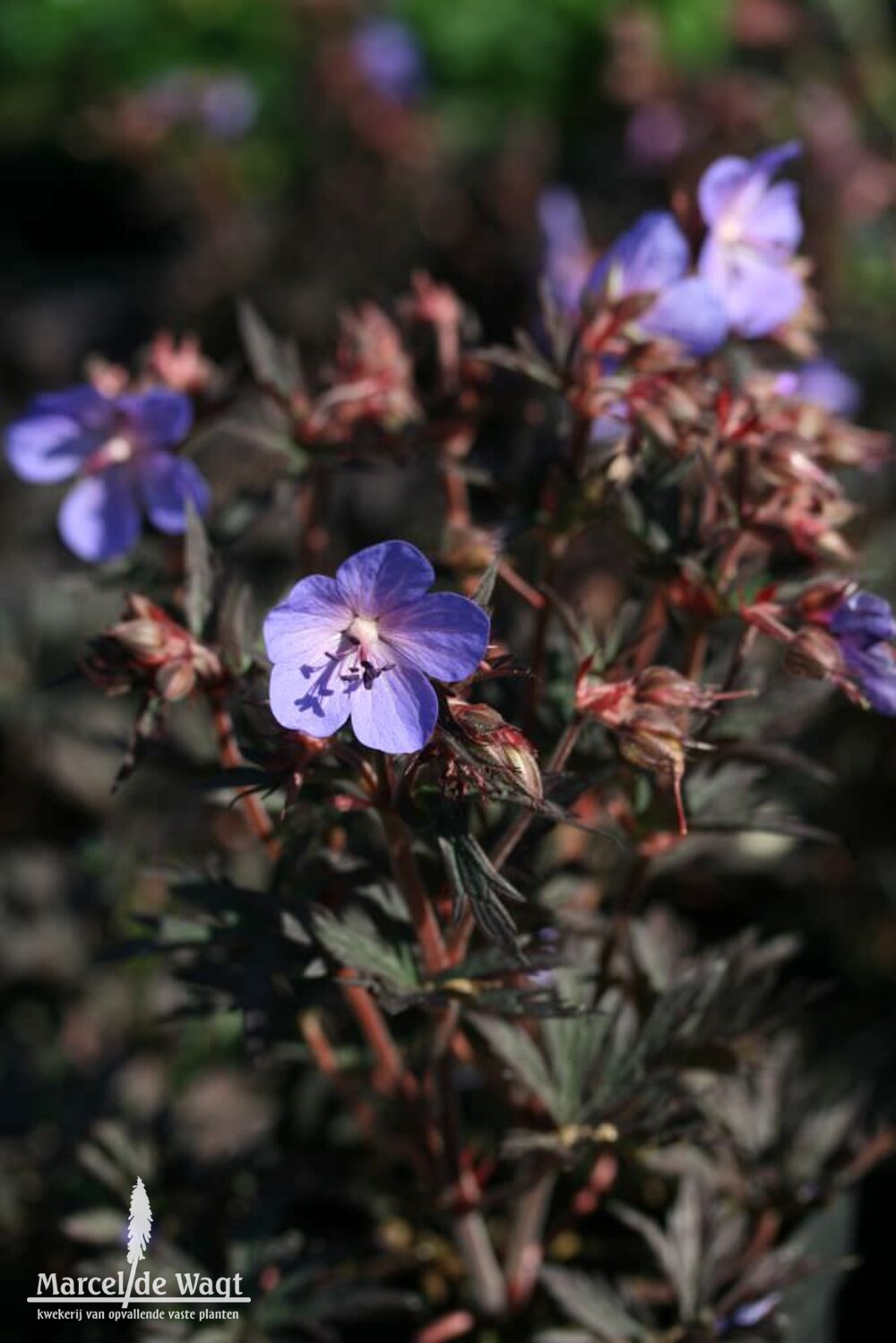 Geranium pratense Midnight Reiter