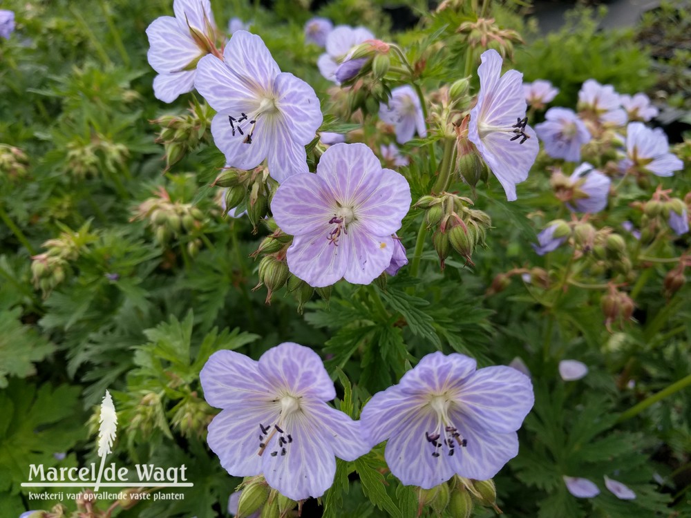 Geranium pratense Mrs Kendall Clark