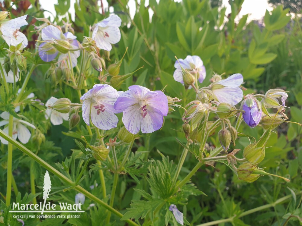 Geranium pratense Splish Splash