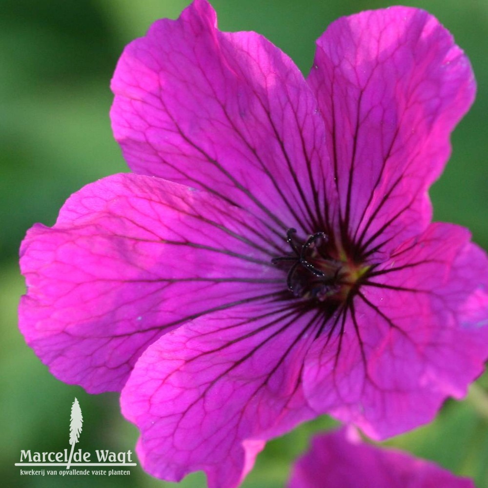 Geranium psilostemon Red Admiral