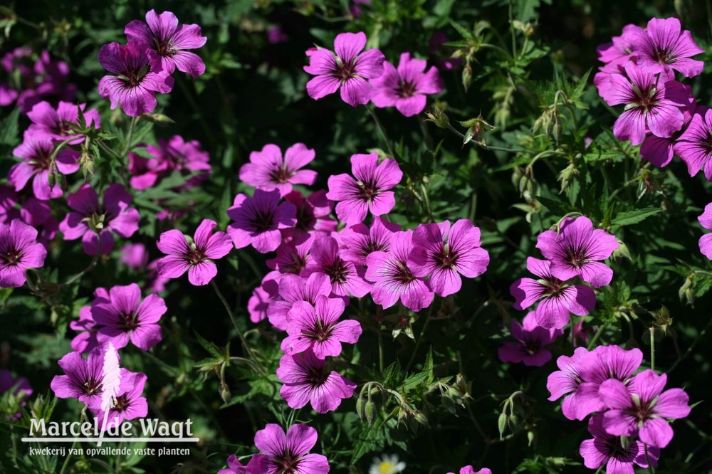 Geranium psilostemon