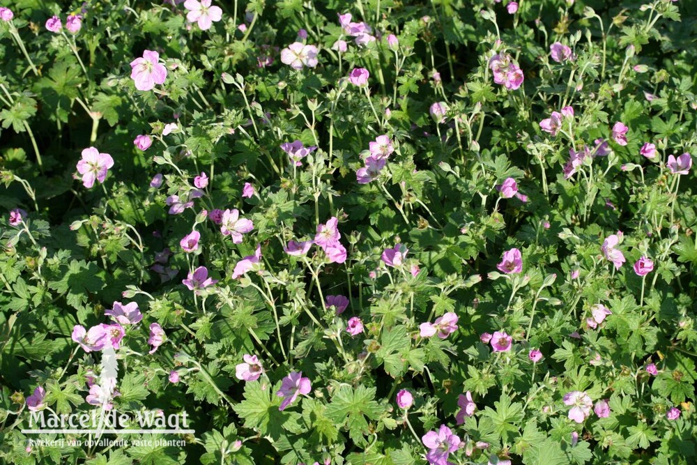 Geranium riversleaianum Mavis Simpson