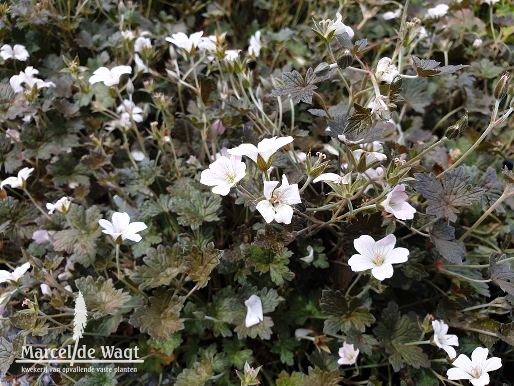 Geranium Rothbury Red