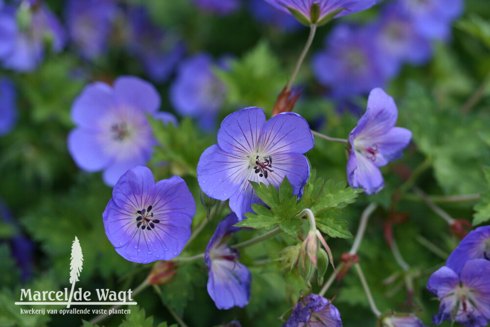 Geranium Rozanne