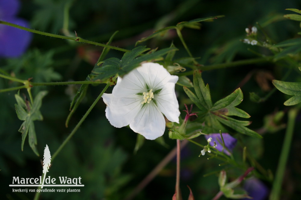 Geranium sanguineum Album