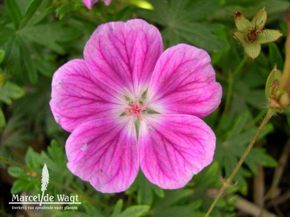 Geranium sanguineum Elke