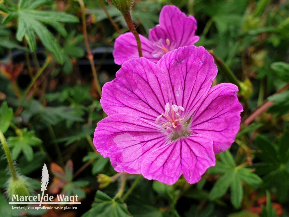 Geranium sanguineum Fruit d'Fleur