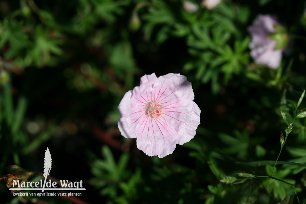 Geranium sanguineum var. striatum