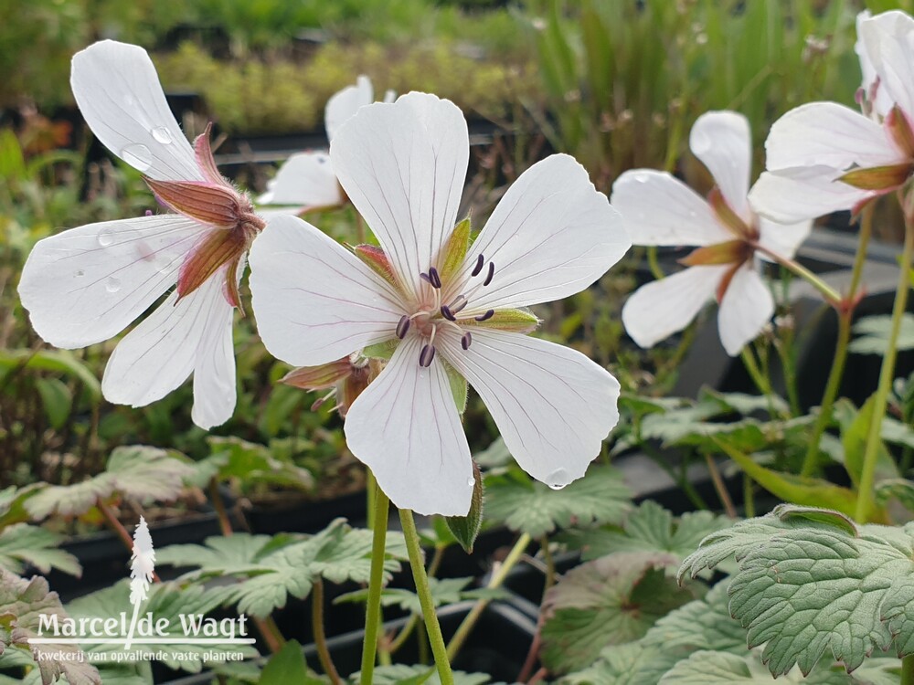Geranium saxatile White