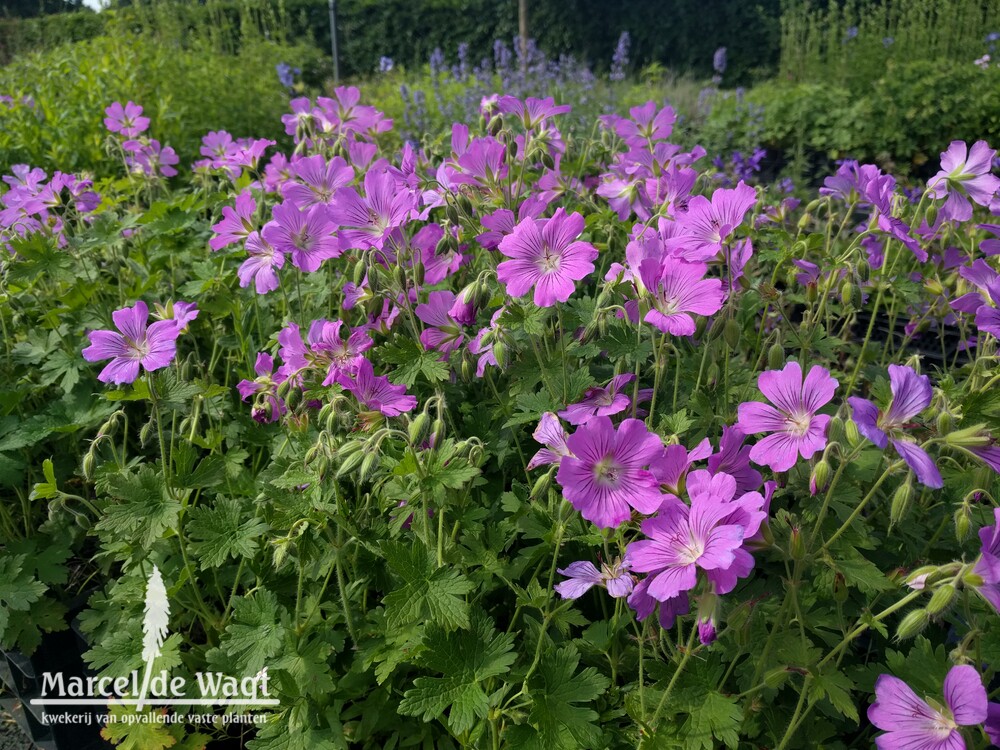 Geranium Sirak