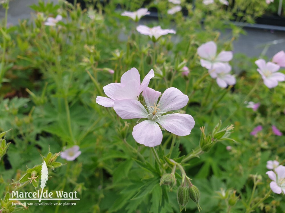 Geranium sylvaticum Baker's Pink