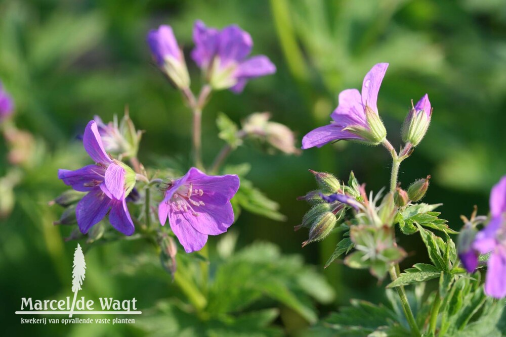 Geranium sylvaticum Mayflower