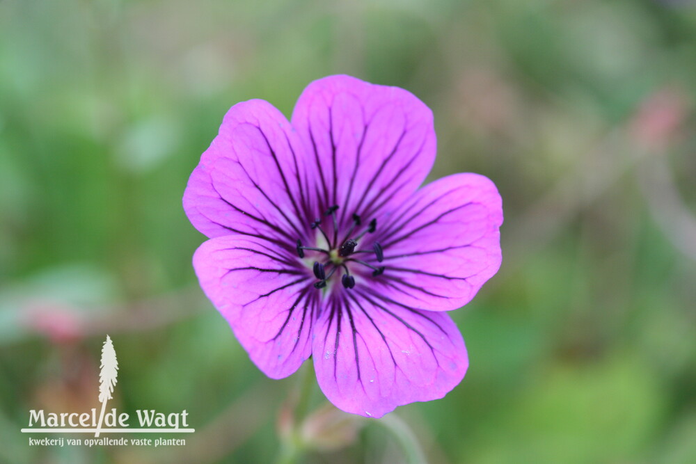 Geranium Sylvia's Surprise