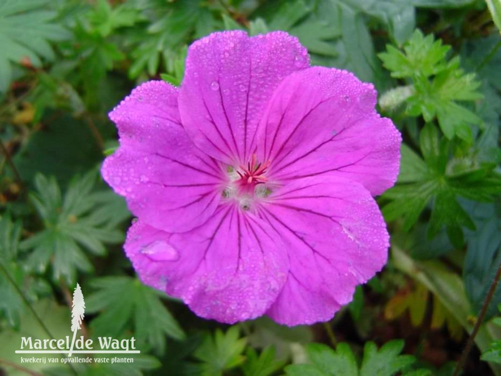 Geranium Tiny Monster