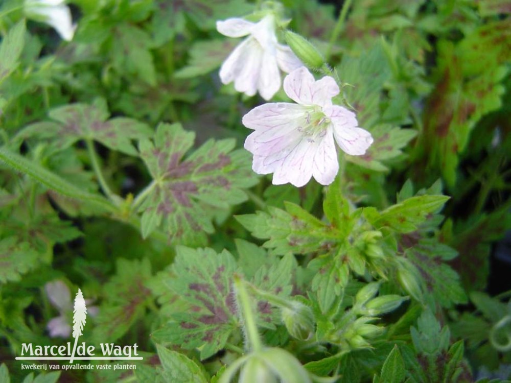 Geranium x oxionianum Katherine Adele