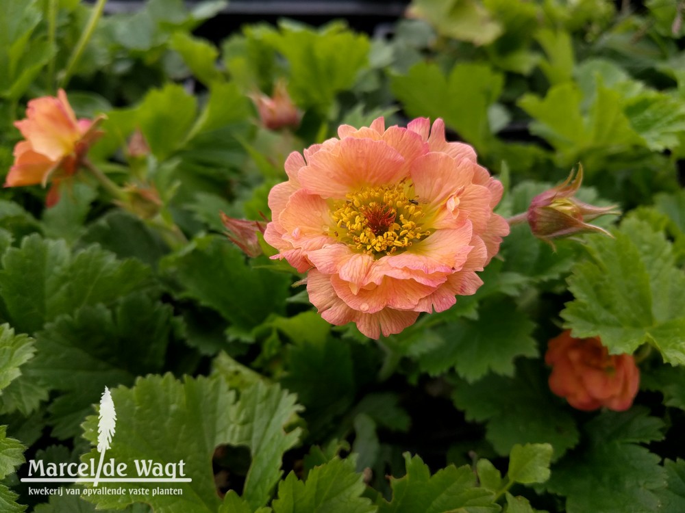 Geum Mai Tai