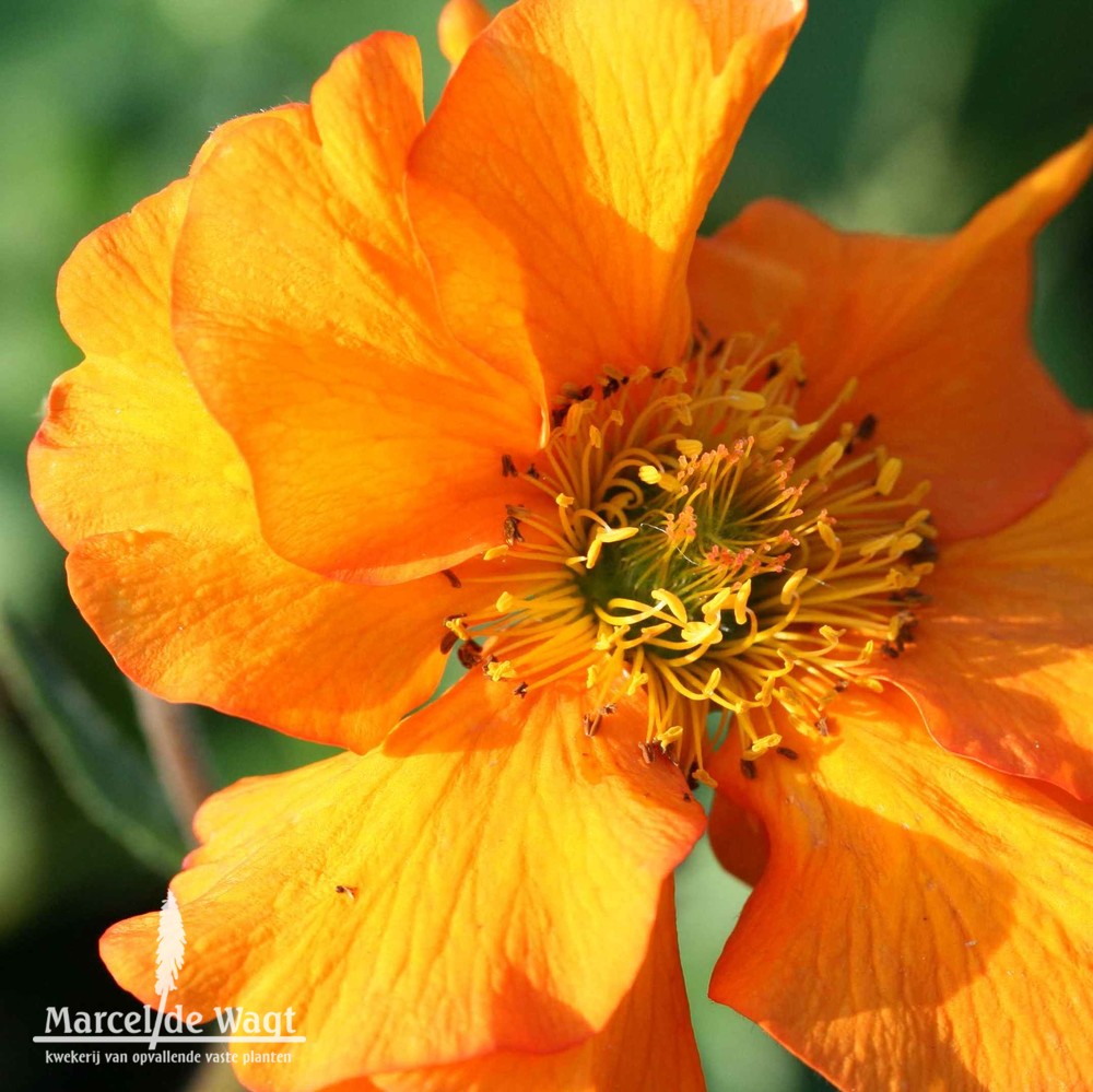 Geum Princes Juliana