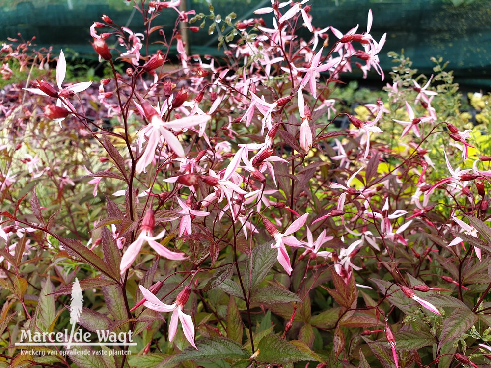 Gillenia trifoliata Pink Profusion