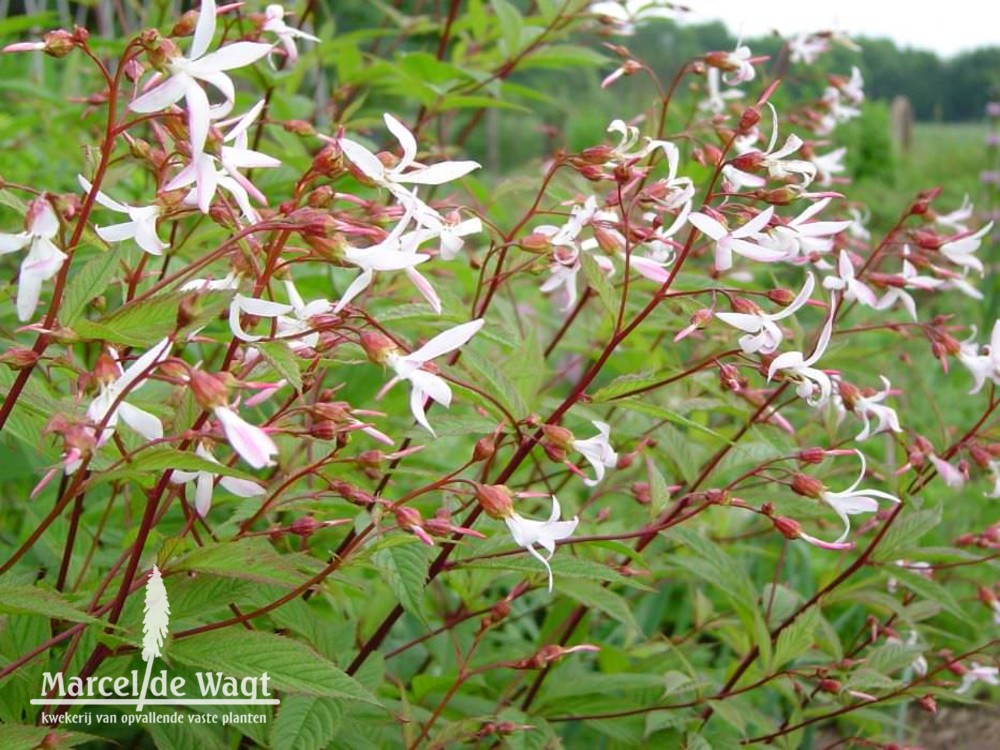 Gillenia trifoliata