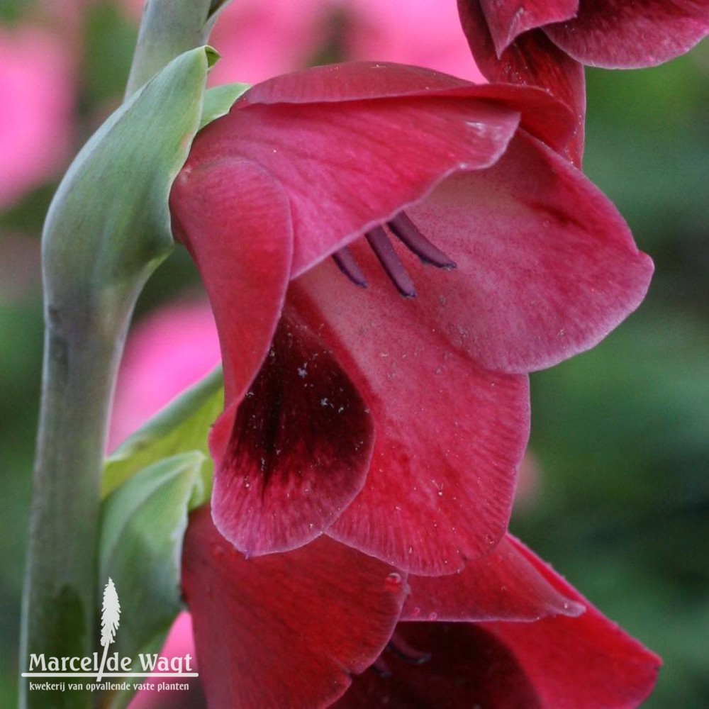 Gladiolus papilio rubra