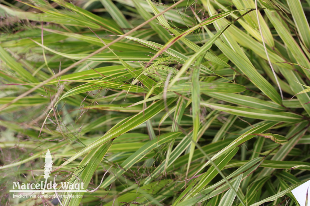 Hakonechloa macra Aureola