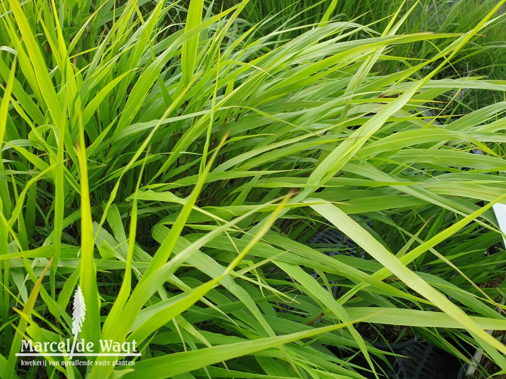 Hakonechloa macra