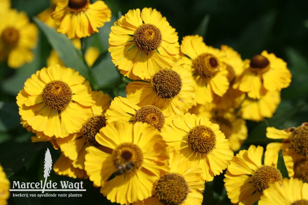 Helenium Can can