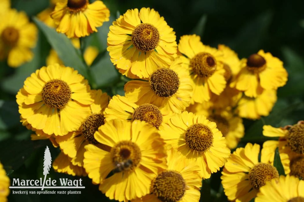 Helenium Can can
