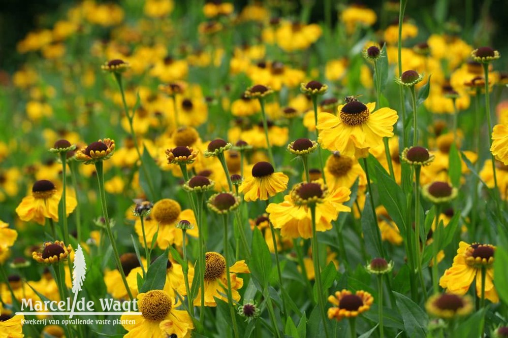 Helenium El Dorado