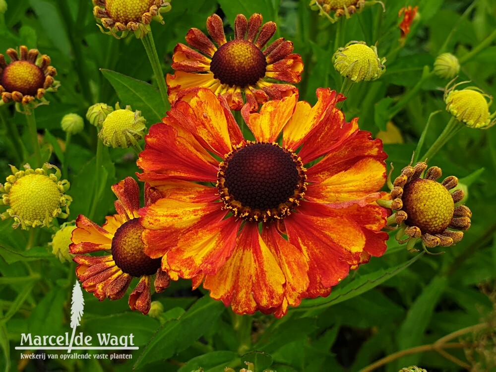 Helenium Flamenco