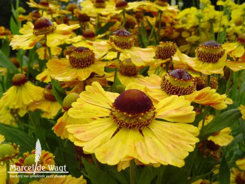 Helenium Goldrausch