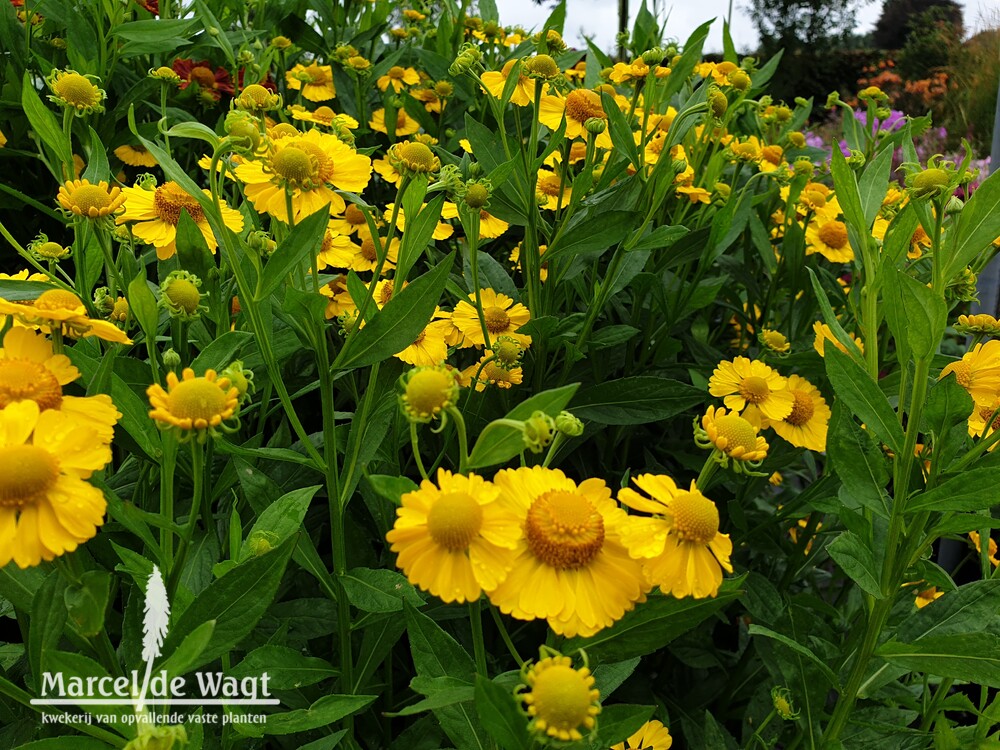 Helenium Kugelsonne