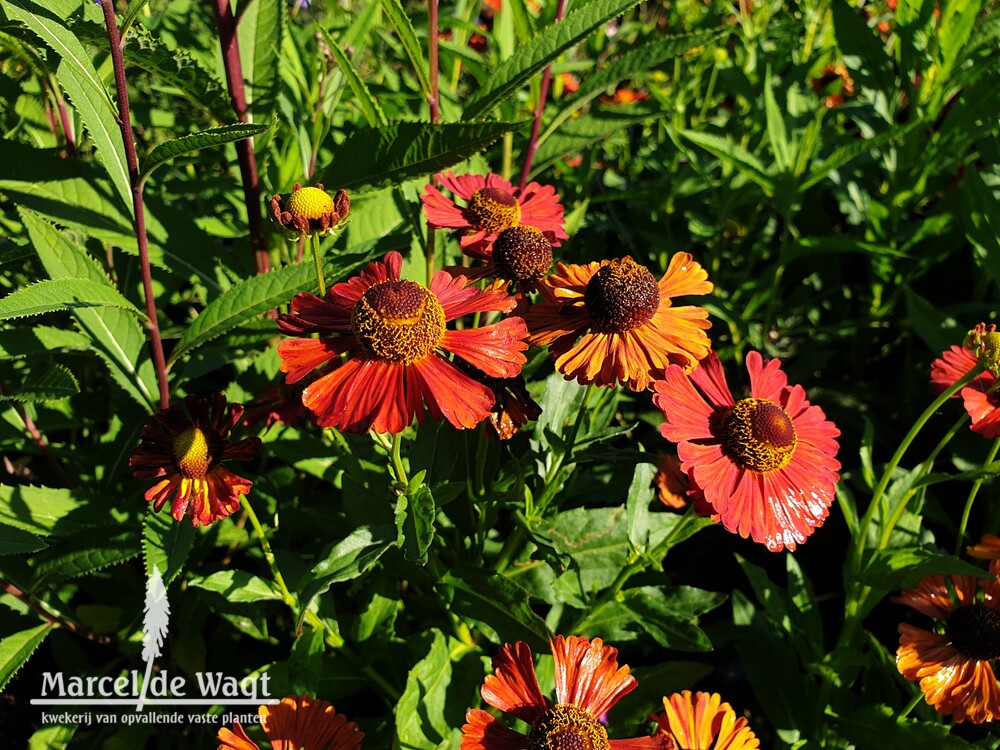 Helenium Kupferziegel